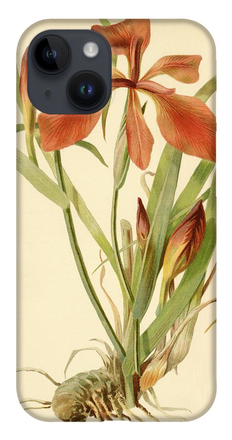 Iris iPhone 14 Case featuring the mixed media Iris Cuprea Copper Iris. by Unknown