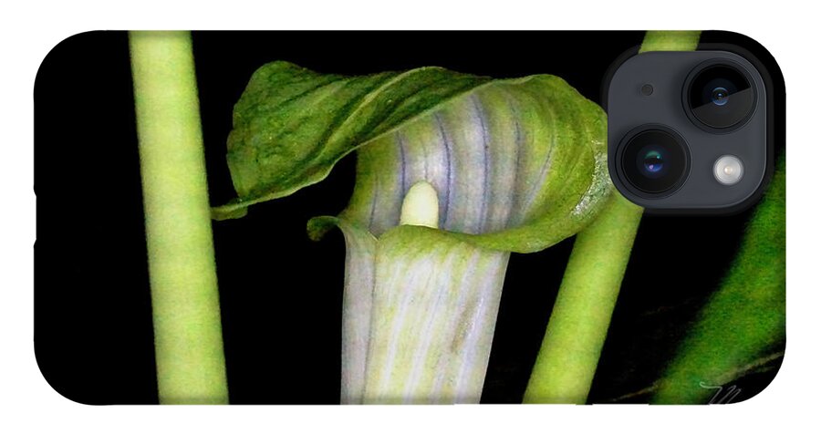 Macro Photography iPhone 14 Case featuring the photograph Jack In The Pulpit by Meta Gatschenberger