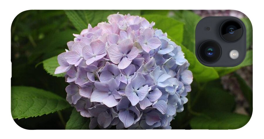 Lavender iPhone Case featuring the photograph Lavender Hydrangea, Cape May by Christopher Lotito
