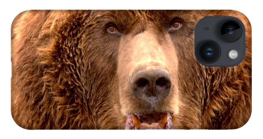 Brown Bear iPhone Case featuring the photograph Like OMG, DId You See That Tourist by Adam Jewell