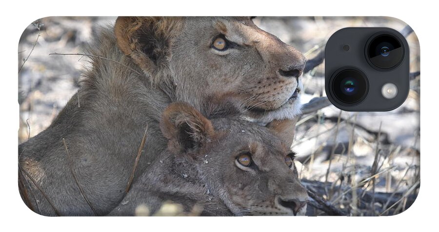 Lion iPhone Case featuring the photograph Lion Pair by Ben Foster