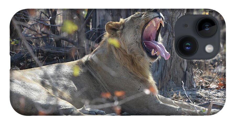 Lion iPhone 14 Case featuring the photograph Lion's Yawn by Ben Foster