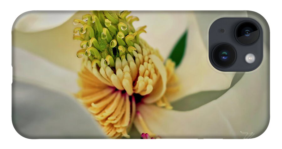 Macro Photography iPhone Case featuring the photograph Magnolia Blossom by Meta Gatschenberger