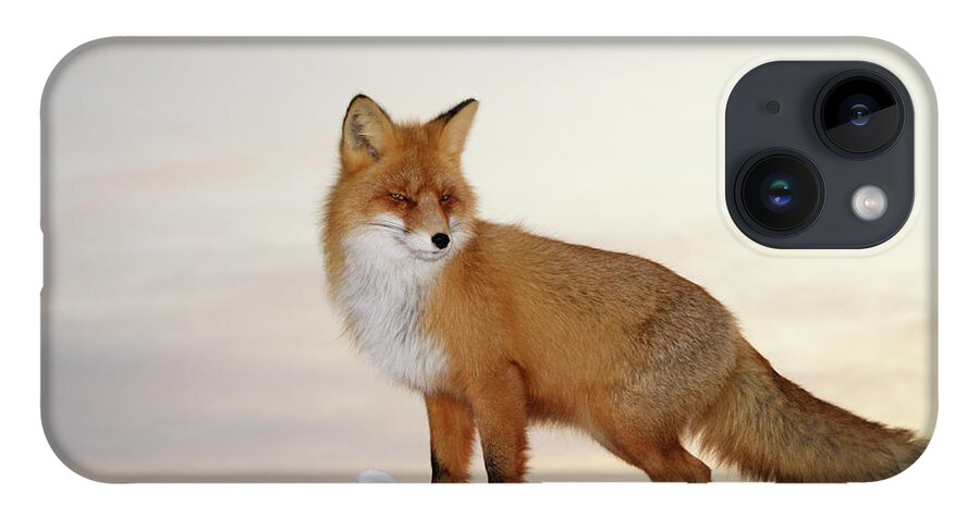 Black Color iPhone 14 Case featuring the photograph Majestic Fox by Dmitrynd
