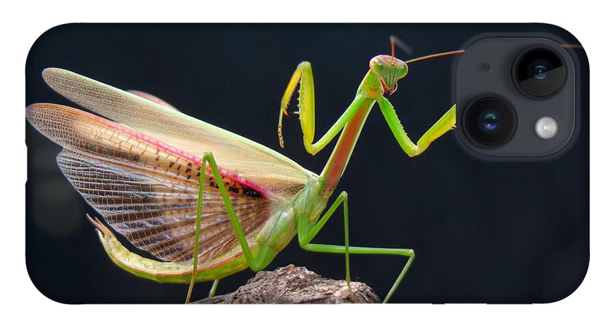 Insect iPhone 14 Case featuring the photograph Mantis by Adegsm