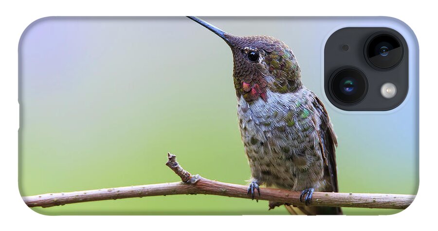 Animal iPhone 14 Case featuring the photograph Midsummer Night's Dream II - Male Anna's Hummingbird by Briand Sanderson