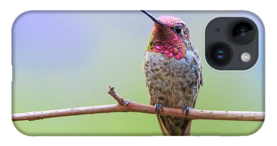 Animal iPhone 14 Case featuring the photograph Midsummer Night's Dream III - Male Anna's Hummingbird by Briand Sanderson