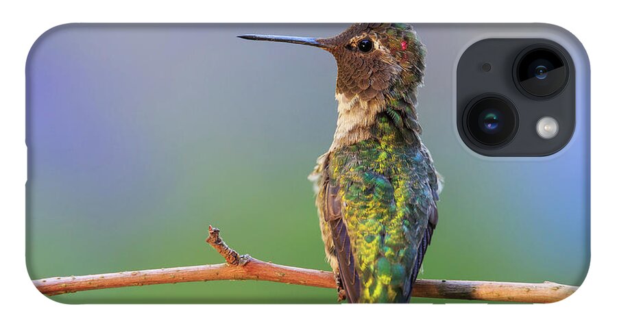 Animal iPhone 14 Case featuring the photograph Midsummer Night's Dream V - Male Anna's Hummingbird by Briand Sanderson
