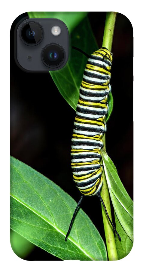 Caterpillar iPhone 14 Case featuring the photograph Monarch Caterpillar 4002 by Cathy Kovarik