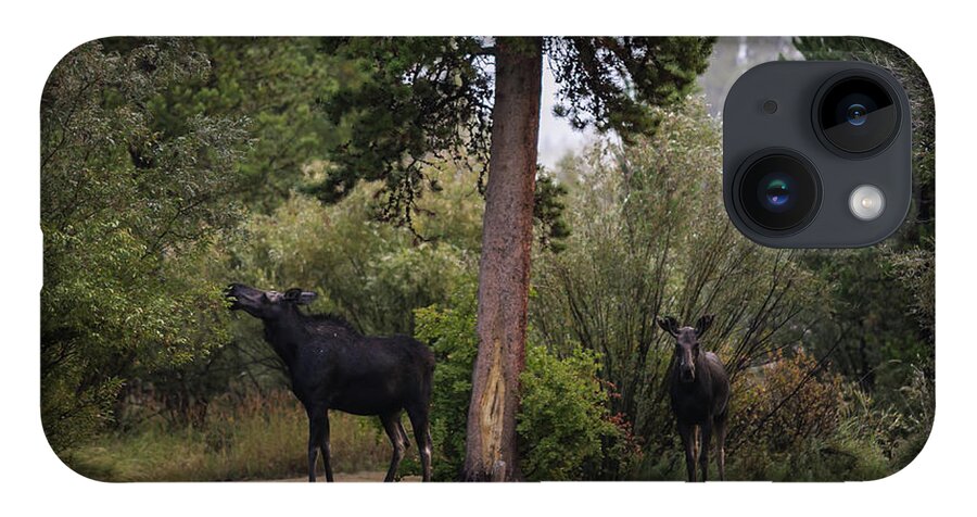 Moose Eating iPhone 14 Case featuring the photograph Moose in my back yard by Julieta Belmont