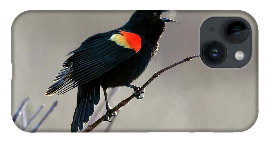 Blackbird iPhone 14 Case featuring the photograph Morning Heat by Art Cole