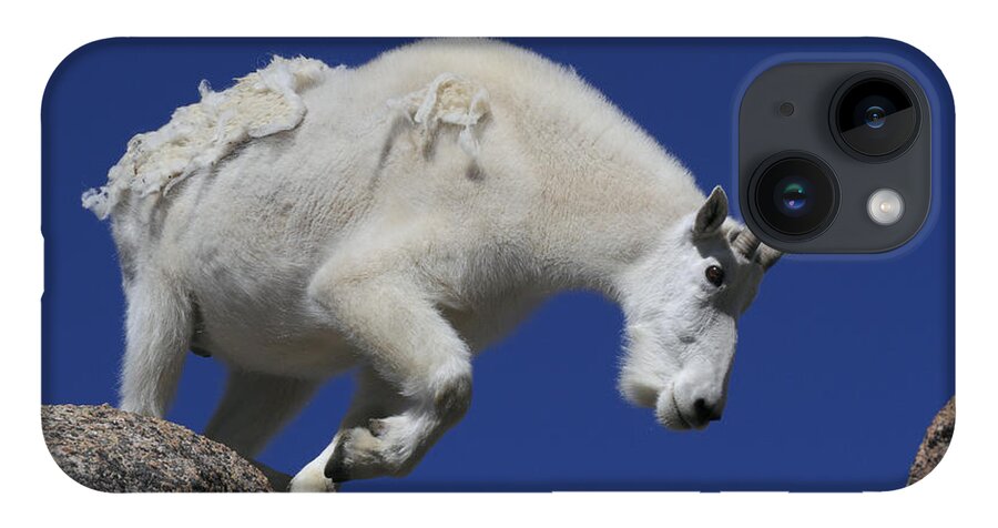 Clear Sky iPhone 14 Case featuring the photograph Mountain Goat Oreamnos Americanus by John Kieffer