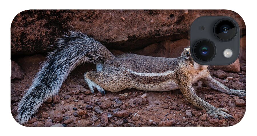 Squirrel iPhone 14 Case featuring the photograph Namibian ground squirrel posing by Lyl Dil Creations