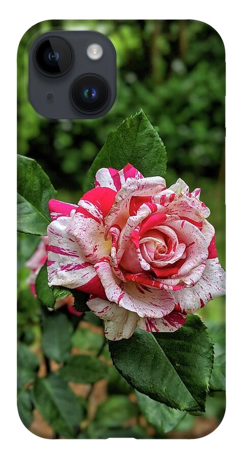 Rose iPhone 14 Case featuring the photograph Neil Diamond Rose by Portia Olaughlin