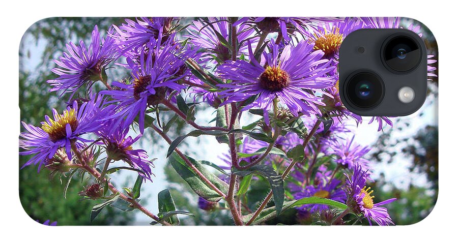 New England Aster iPhone 14 Case featuring the photograph New England Aster 9 by Amy E Fraser