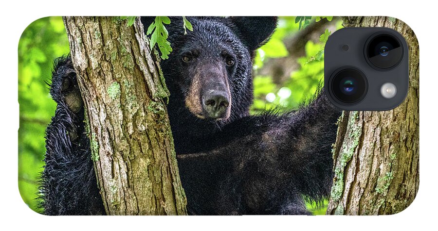 American Black Bear iPhone 14 Case featuring the photograph Not All Bears Are Created Equal by Marcy Wielfaert