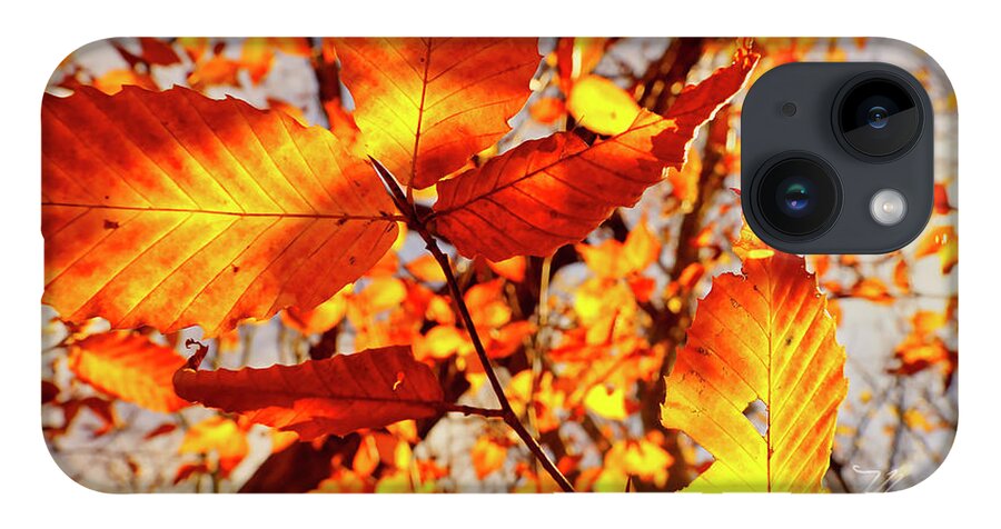 Fall iPhone Case featuring the photograph Orange Fall Leaves by Meta Gatschenberger