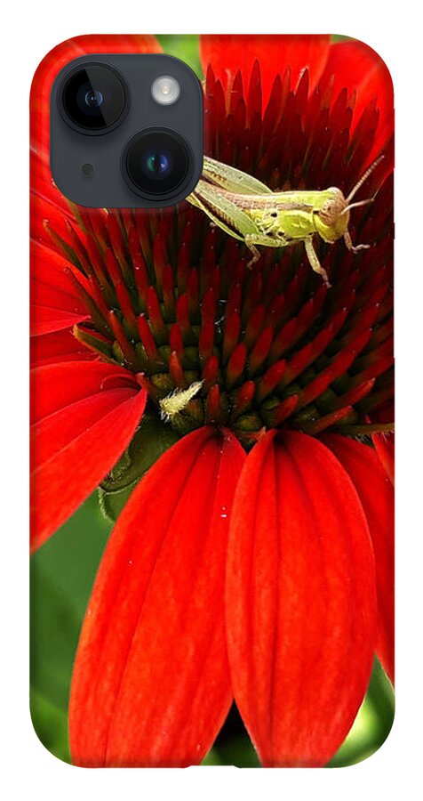 Insect iPhone 14 Case featuring the photograph Ouch Ouch Ouch by Dani McEvoy