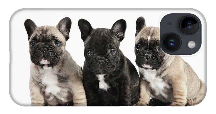 Pets iPhone Case featuring the photograph Pedigree French Bulldog Puppies In A by Andrew Bret Wallis