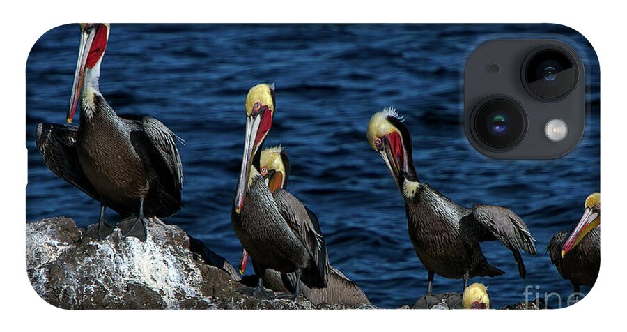 Azamara iPhone Case featuring the photograph Pelicanos by Doug Sturgess