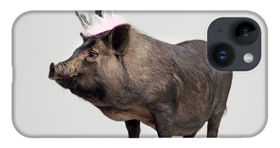 Crown iPhone Case featuring the photograph Pig With Toy Crown On Head, Studio Shot by Roger Wright
