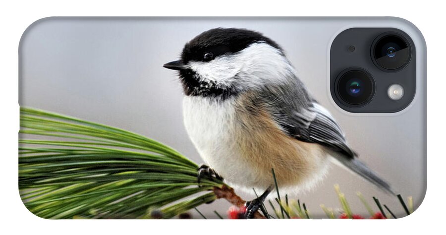 Chickadee iPhone Case featuring the photograph Pine Chickadee by Christina Rollo