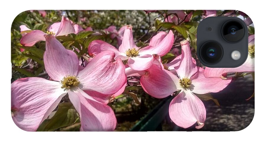 Bloom iPhone 14 Case featuring the photograph Pink Dogwood Blooms by Christopher Lotito