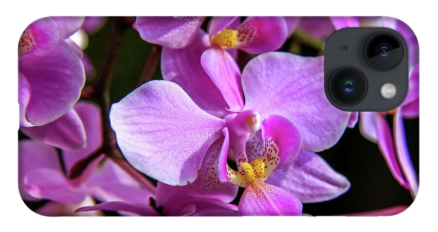 Dawn Richards iPhone 14 Case featuring the photograph Pink Orchids by Dawn Richards