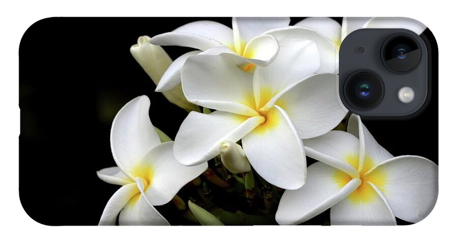 Bud iPhone 14 Case featuring the photograph Plumeria Flower by Photos By By Deb Alperin