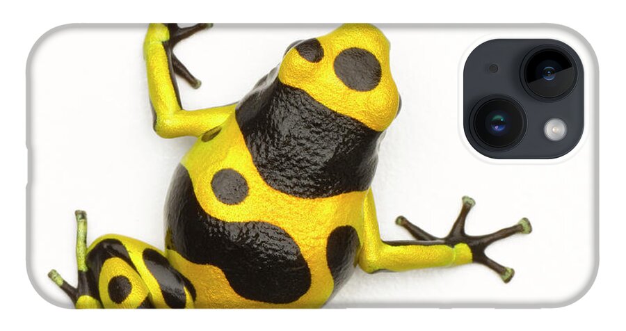 White Background iPhone 14 Case featuring the photograph Poison Dart Frog by Don Farrall