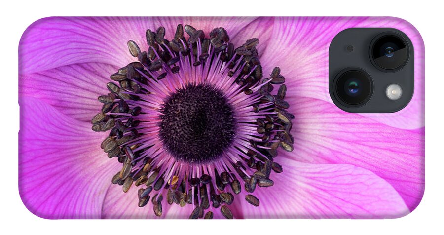 Flowers iPhone 14 Case featuring the photograph Poppy Anemone by Patty Colabuono
