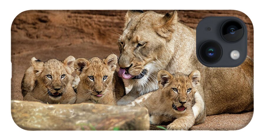 Lions iPhone Case featuring the photograph Pride of the Pride 6114 by Donald Brown