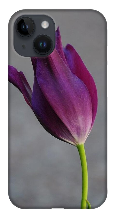  iPhone 14 Case featuring the photograph Purple Tulip by Susie Rieple