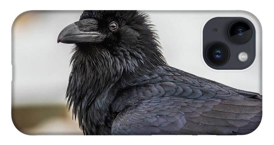 Raven iPhone 14 Case featuring the photograph Raven 4 by David Kirby