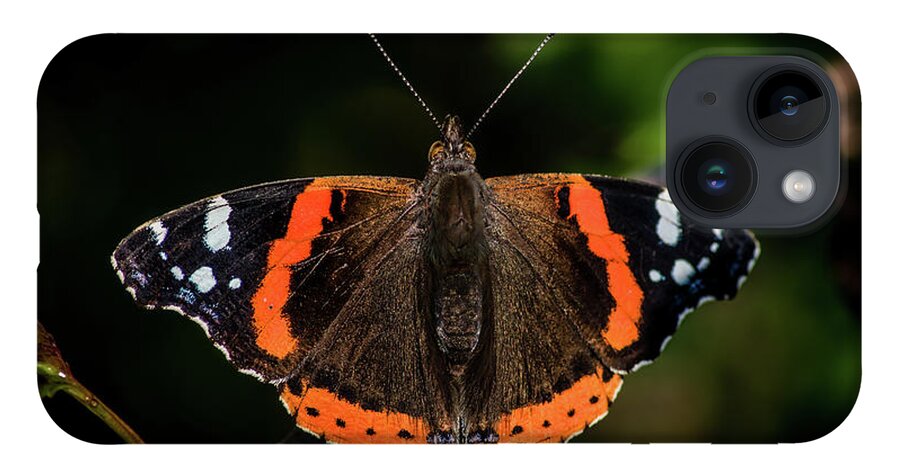 Red Admiral Butterfly iPhone Case featuring the photograph Red Admiral Butterfly in the cherry tree by Torbjorn Swenelius