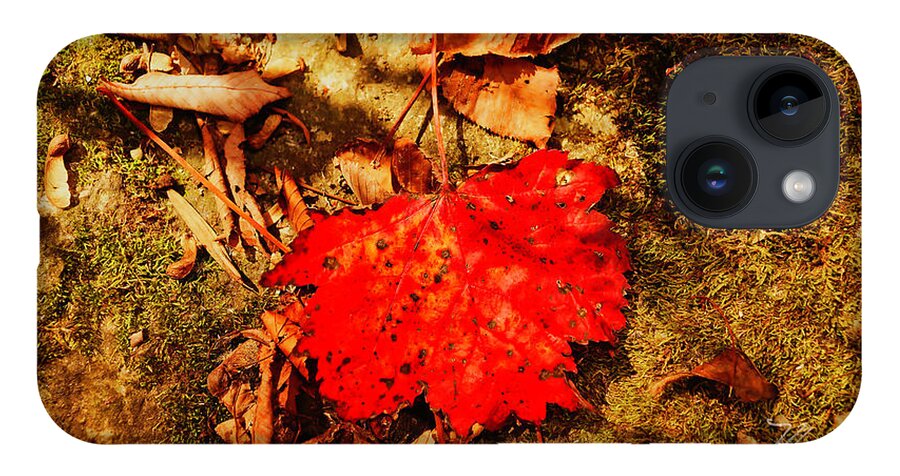 Fall iPhone 14 Case featuring the photograph Red Leaf on mossy rock by Meta Gatschenberger