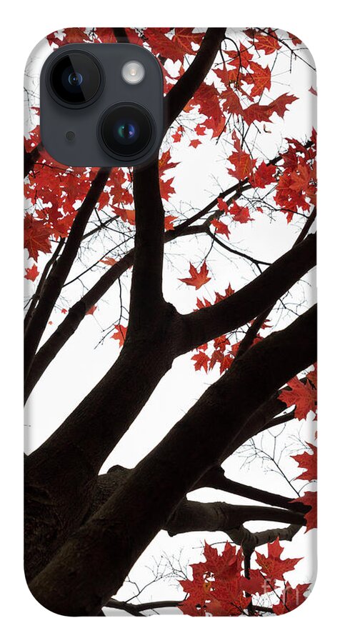 Fall iPhone 14 Case featuring the photograph Red Maple Tree by Ana V Ramirez