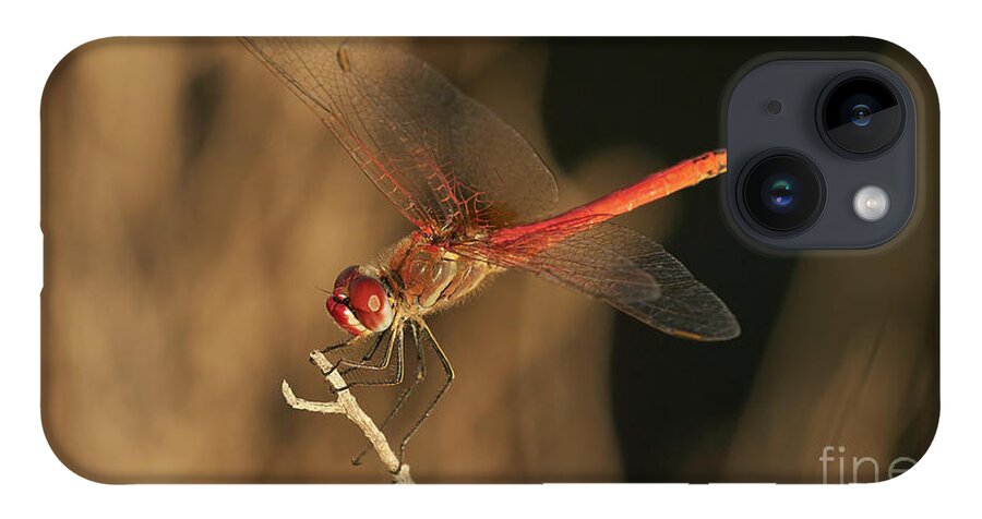 Striolatum iPhone 14 Case featuring the photograph Red-veined darter Dragonfly by Pablo Avanzini
