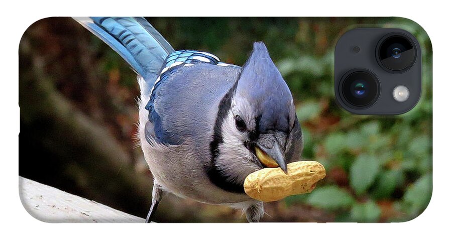 Blue Jay iPhone 14 Case featuring the photograph Relax... I Got This. by Linda Stern