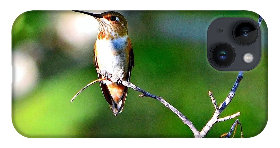 Hummingbird iPhone 14 Case featuring the photograph Resting in the Sun by Dorrene BrownButterfield