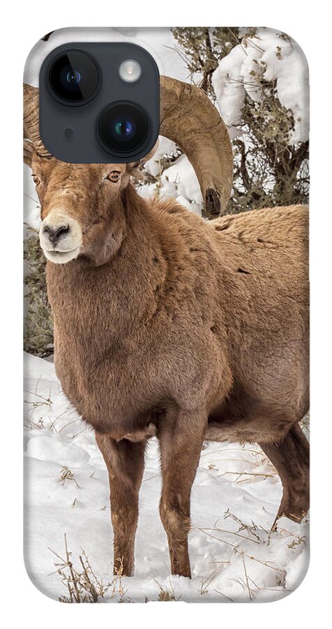 Sheep iPhone 14 Case featuring the photograph Rio Grande Bighorn by Britt Runyon