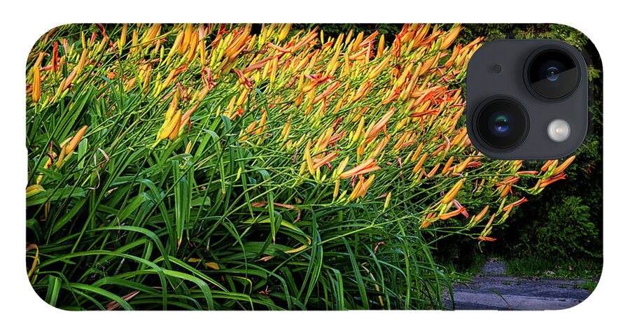 St Lawrence Seaway iPhone 14 Case featuring the photograph River Day Lilies by Tom Singleton