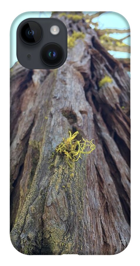 Sequoia iPhone 14 Case featuring the photograph Roots by Leslie M Browning