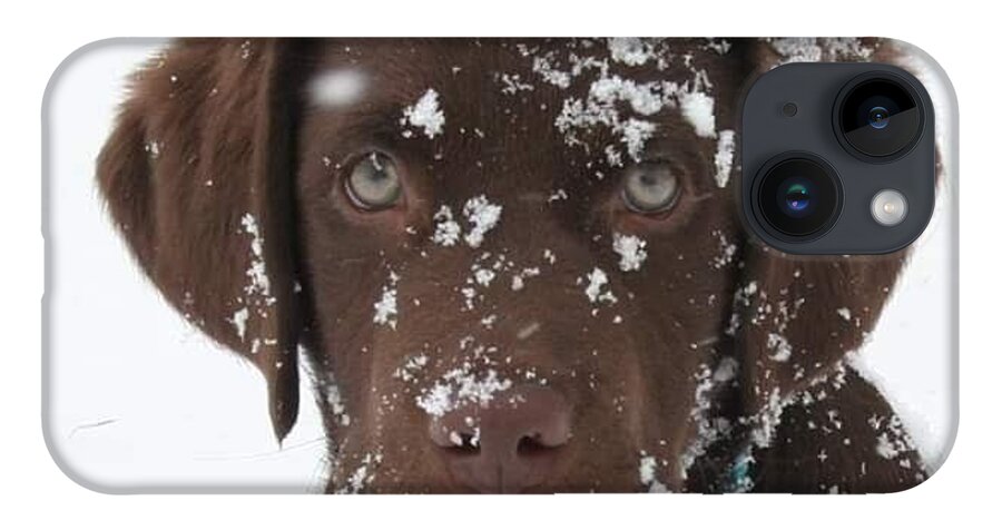 Chocolate Lab iPhone Case featuring the photograph My Nose is Froze by Harvest Moon Photography By Cheryl Ellis