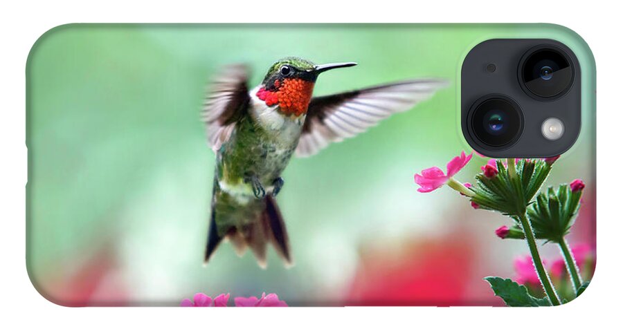 Hummingbird iPhone 14 Case featuring the photograph Ruby Garden Jewel by Christina Rollo