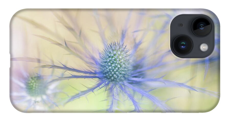 Sea Holly iPhone 14 Case featuring the photograph Sea Holly Dance by Anita Nicholson