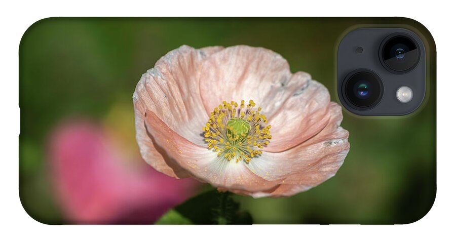  iPhone 14 Case featuring the photograph Shirley Poppy 2019-2 by Thomas Young