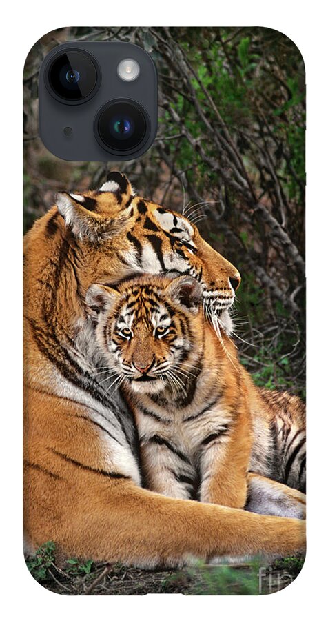 Siberian Tiger iPhone 14 Case featuring the photograph Siberian Tiger Mother and Cub Endangered Species Wildlife Rescue by Dave Welling