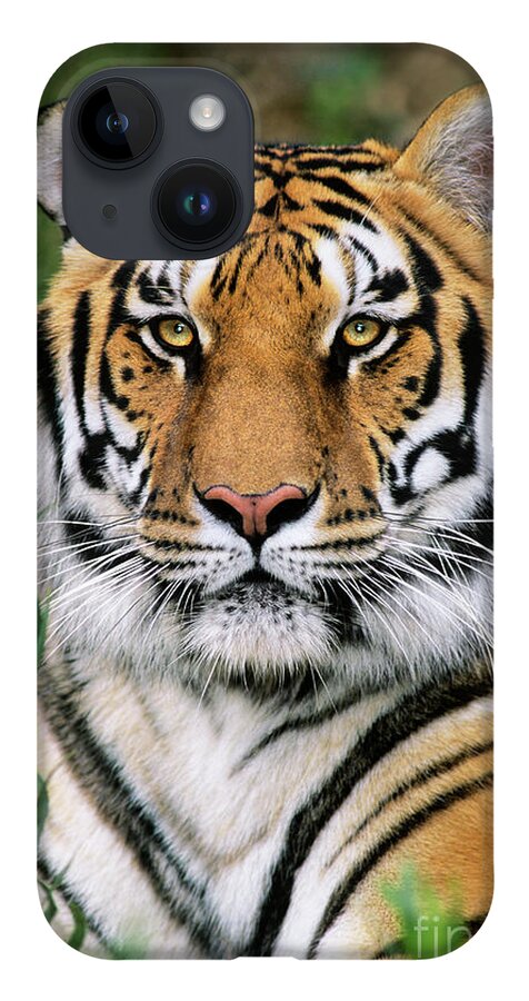 Siberian Tiger iPhone 14 Case featuring the photograph Siberian Tiger Staring Endangered Species Wildlife Rescue by Dave Welling