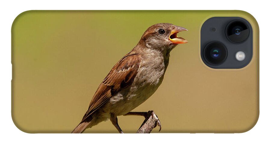 Songbird iPhone 14 Case featuring the photograph Singing Song Bird by Cathy Kovarik
